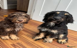 Cockapoo dogs for sale: Hank & Butch 🐾 - Image 1