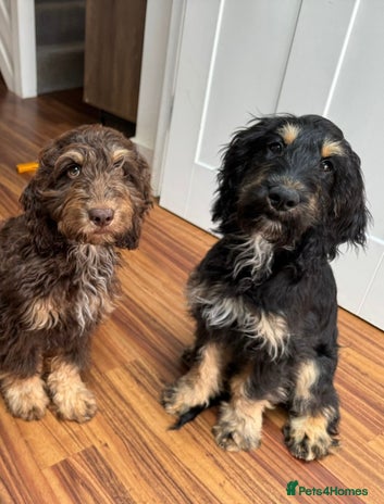 Cockapoo dogs - Advert 1