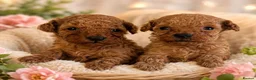 Toy Poodle dogs for sale: Pure Toy Poodle in Seaham - Advert 1