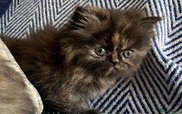 Persian cats for sale: Pure Persian kittens - Image 8