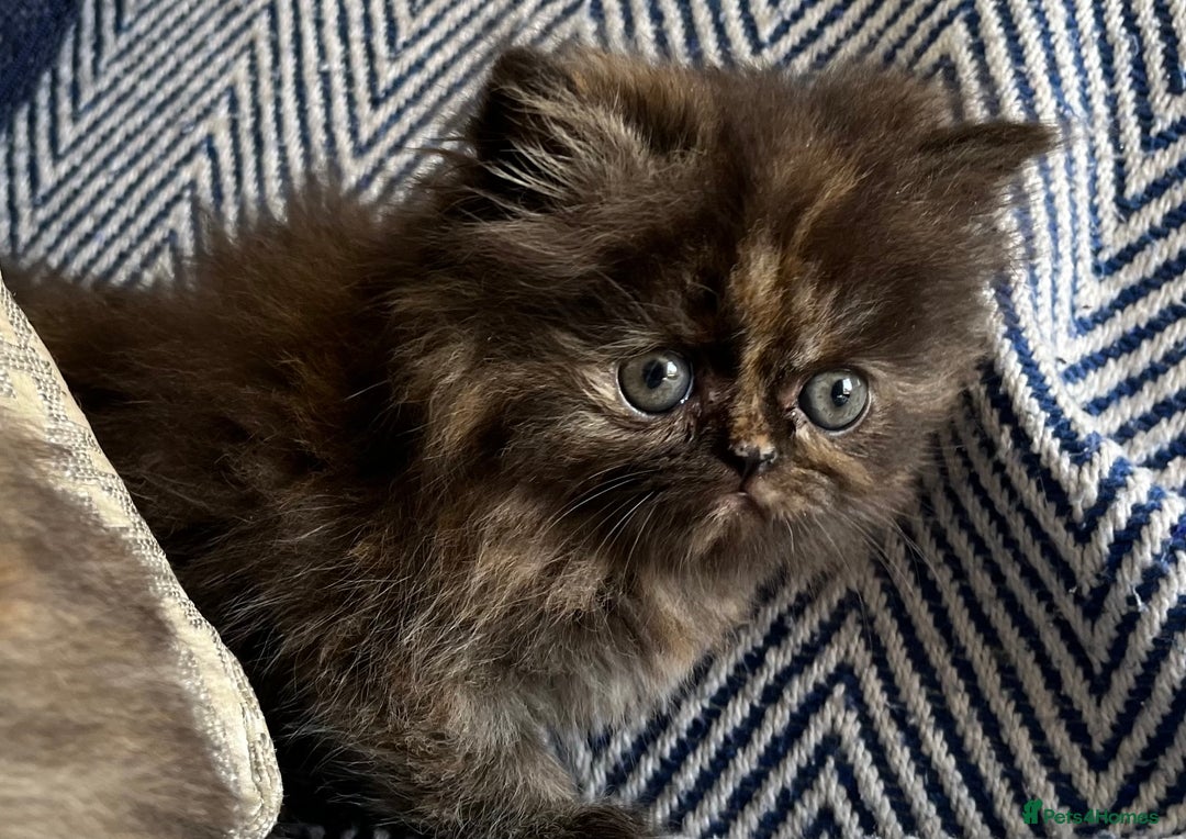 Persian cats for sale: Pure Persian kittens - Image 8