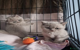 British Shorthair cats for sale: Lilac & Blue BSH Kittens Healthy GCCF Pedigree  - Image 7