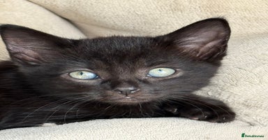 Mixed Breed cats - Advert 2
