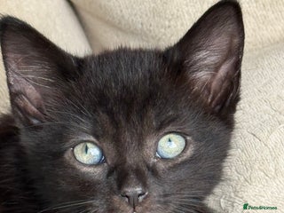 Mixed Breed cats - Advert 20