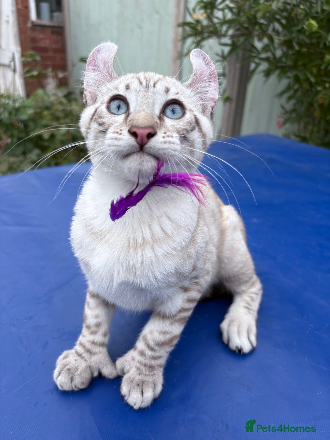 Keetso cats for sale: The best Keetso boy ever  - Image 6
