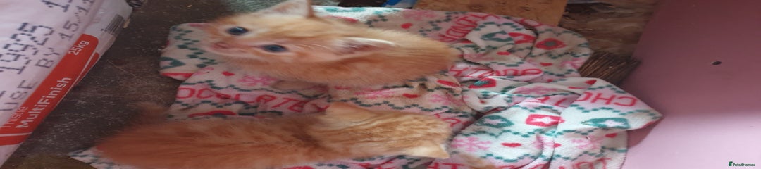 Domestic Shorthair Kitten 1