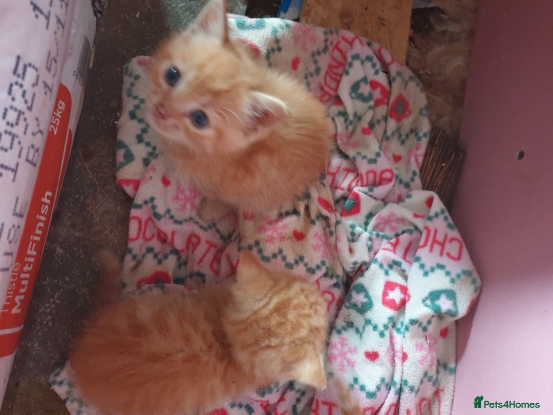 Domestic Shorthair cats for sale: beautiful kittens  - Image 2