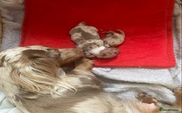 Miniature Dachshund dogs for sale: long haired miniature isabella dapple puppies  - Image 1