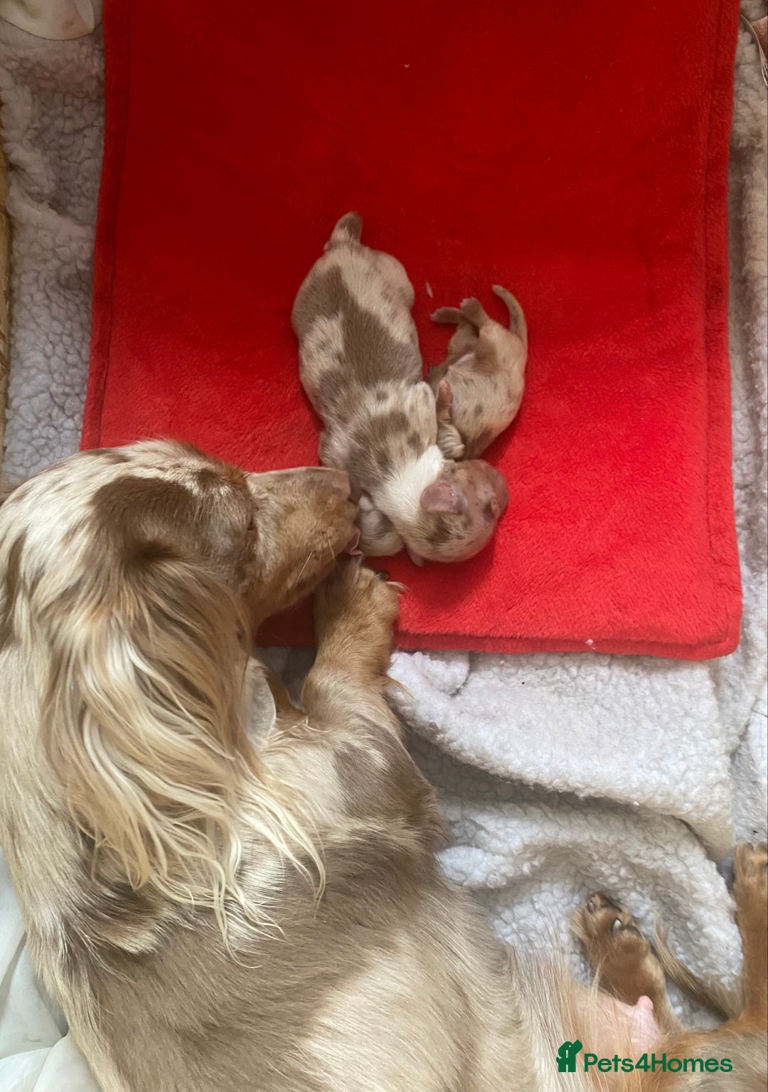 Miniature Dachshund dogs for sale: long haired miniature isabella dapple puppies  - Image 1