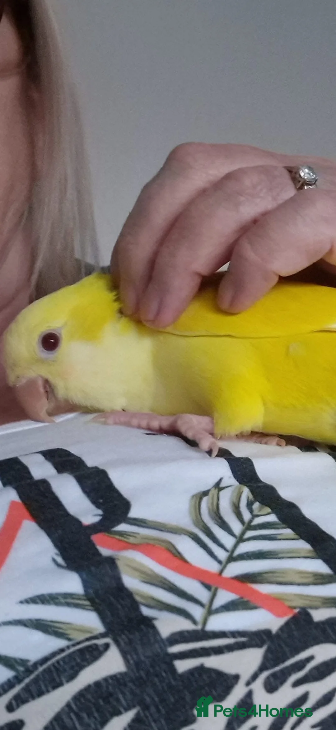 Parrots birds for sale: Talking & tame Quaker parrot  - Advert 2
