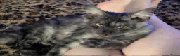 Maine Coon cats for sale: Beautiful wolf looking Maine coon girl  - Advert 4