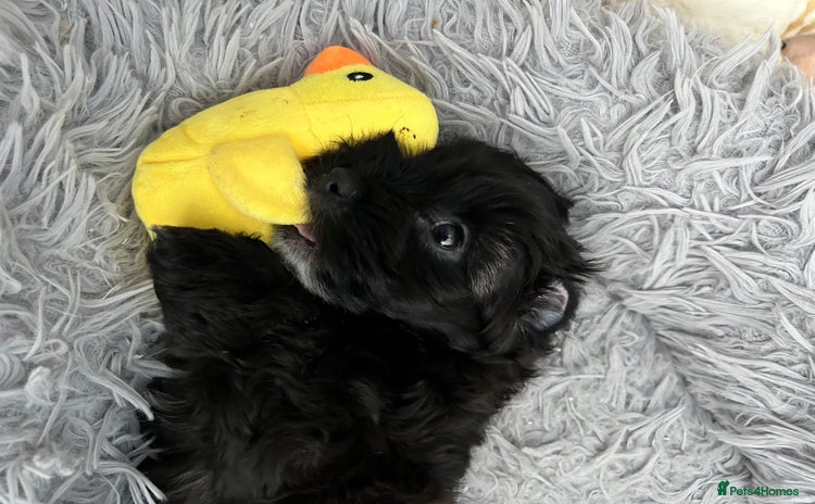 Maltipoo dogs - Advert 6