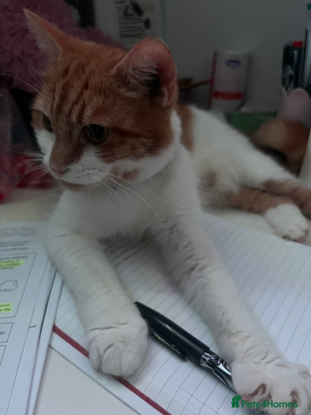 Mixed Breed cats for sale: Orange kitties 💕🍊 - Advert 10