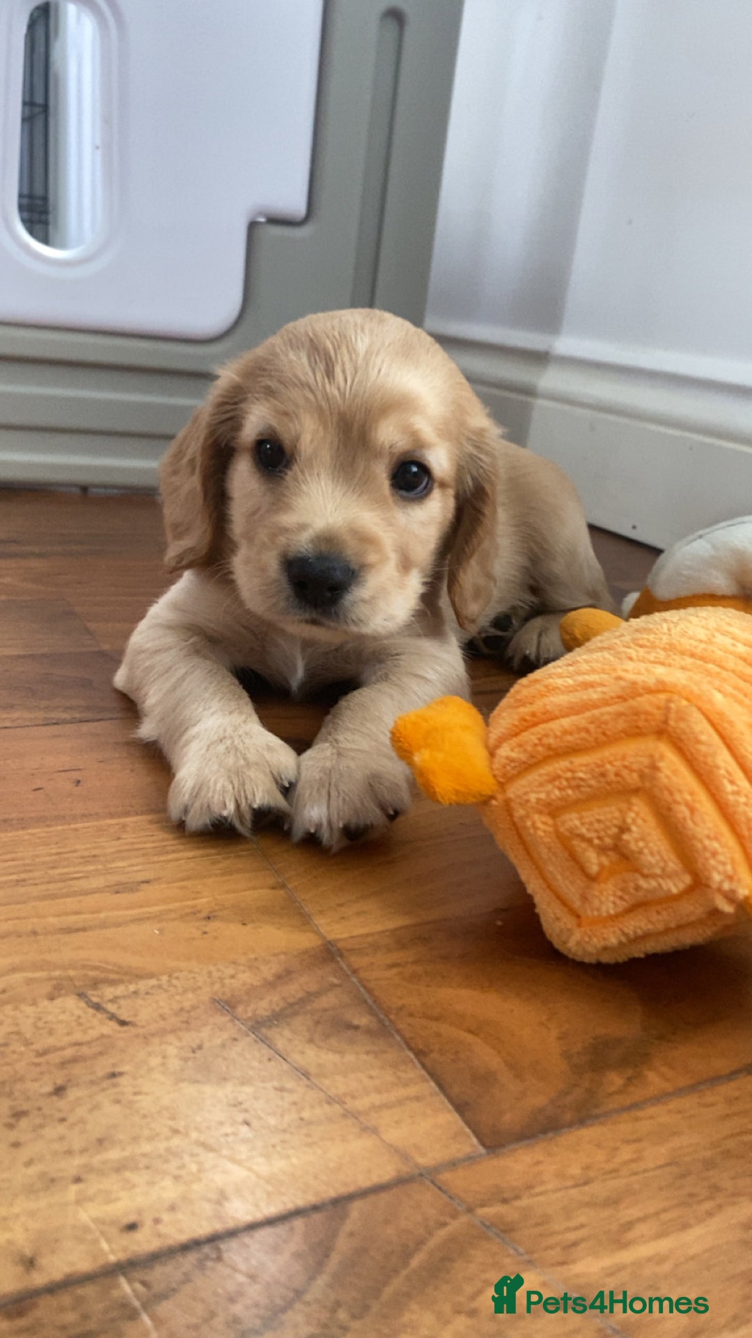 Cockapoo dogs for sale: Beautiful cockapoo pups - Image 6