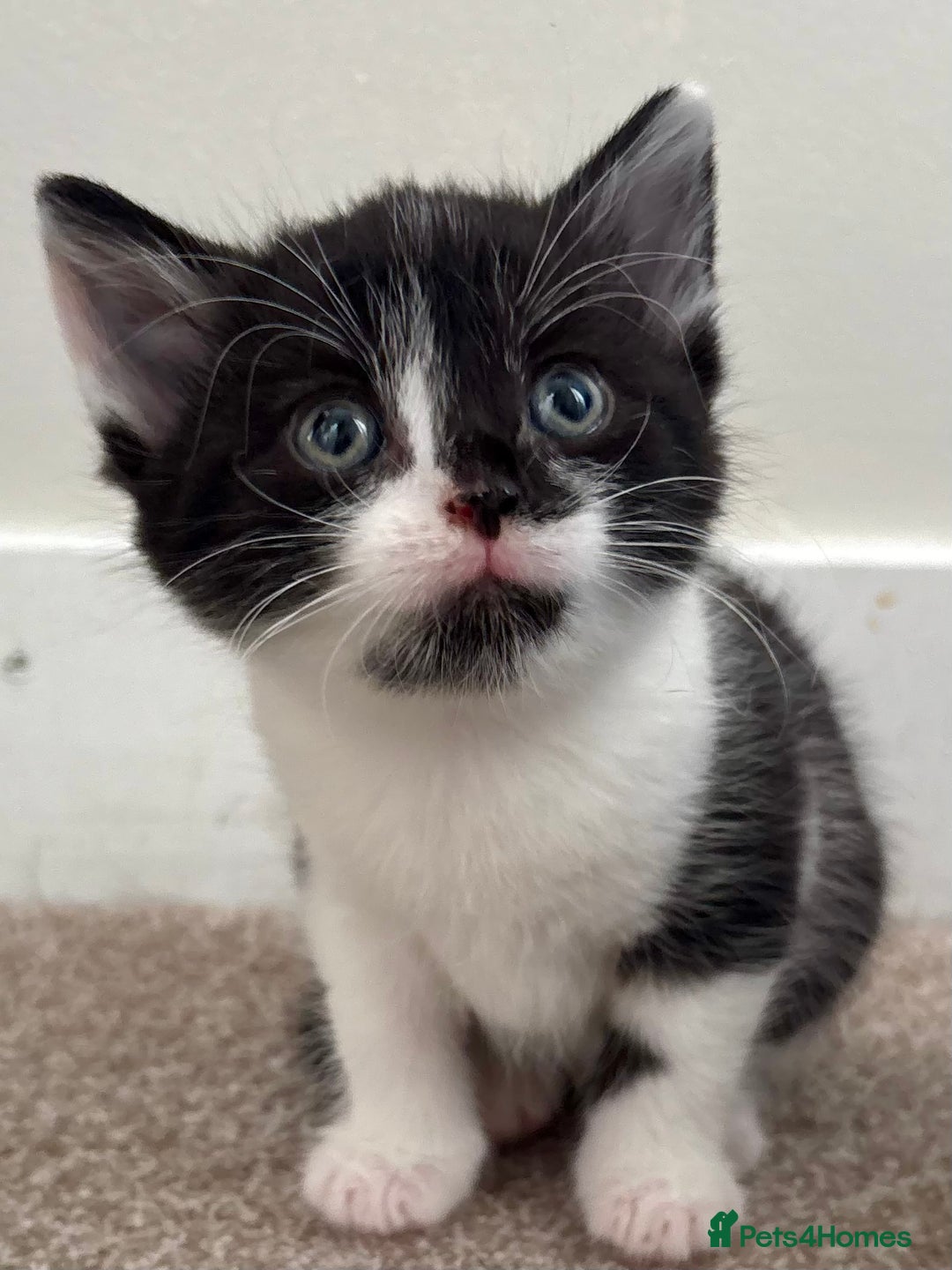 Mixed Breed cats for sale: 2 female kittens - Advert 2