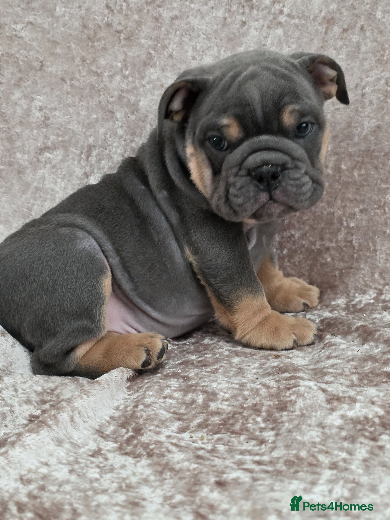 English Bulldog dogs british bulldog pups ready now  - Advert 1
