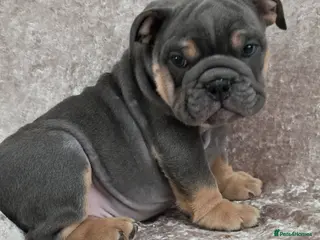 English Bulldog dogs british bulldog pups ready now - Advert 1