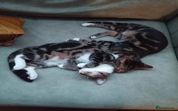 Domestic Shorthair cats for sale: Brother cats for sale - Advert 5