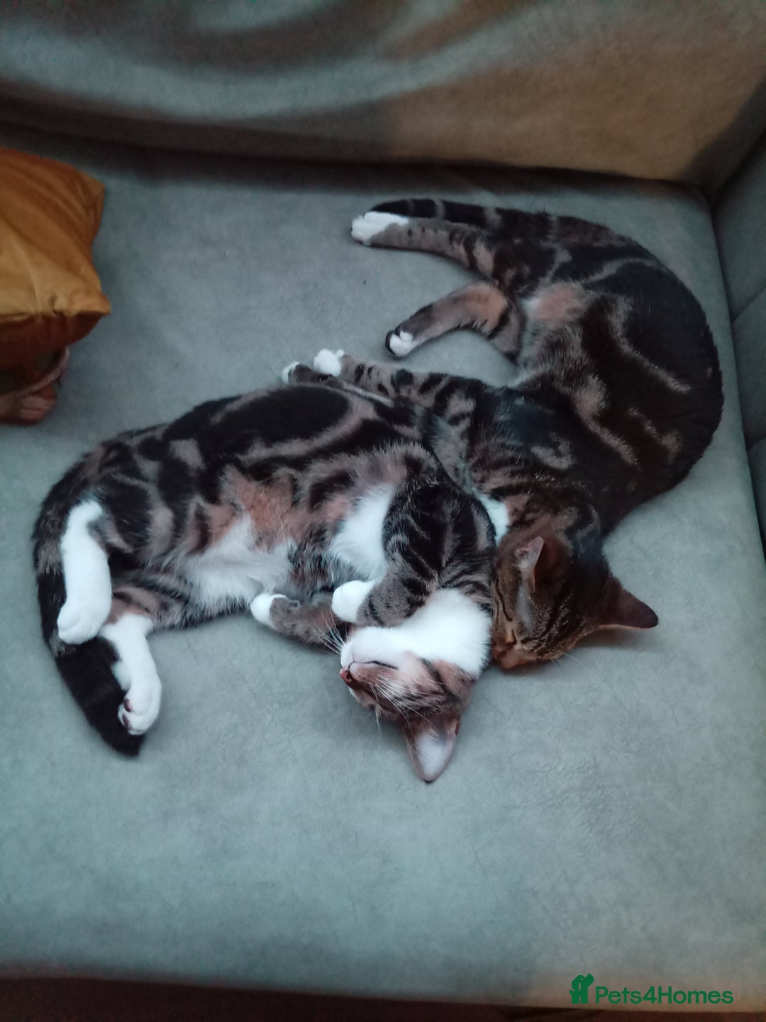 Domestic Shorthair cats for sale: Brother cats for sale - Advert 5
