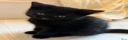 Mixed Breed cats for sale: 5 Beautiful Black Mixed Breed Kittens - Advert 7