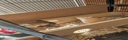 Gerbil rodents for sale: 3 x female gerbils and equipment for sale - Advert 8