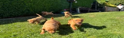 Labrador Retriever dogs for sale: KC Registered Fox red Labrador puppies in Newtown - Advert 15