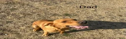 Labrador Retriever dogs for sale: Beautiful fox red Labrador bitch puppy - Advert 9