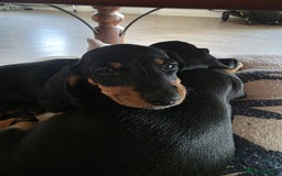 Miniature Dachshund dogs for sale: Mini dachshund boy and girl  - Image 4