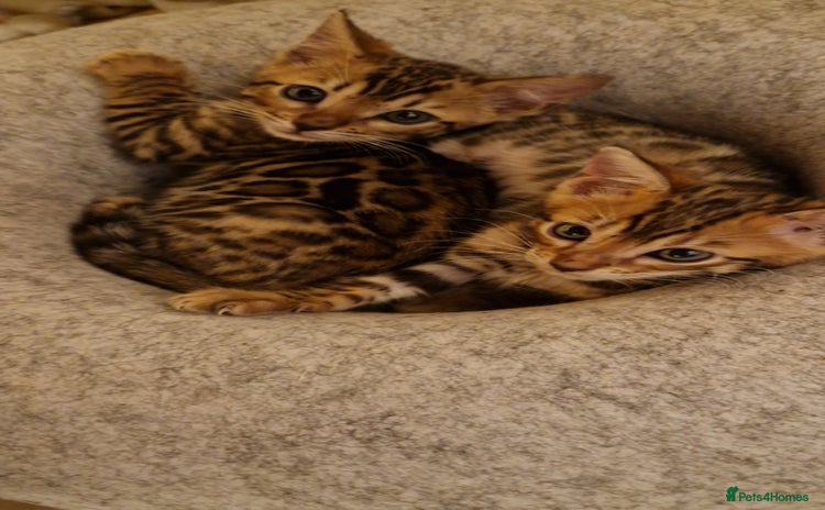 Bengal cats - Advert 10