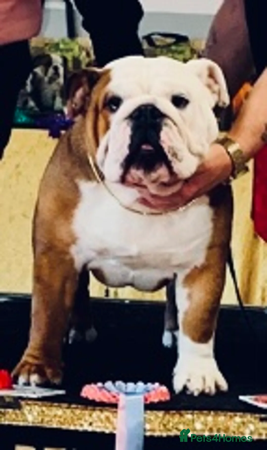 English Bulldog dogs for stud: Bulldog at stud - Advert 4