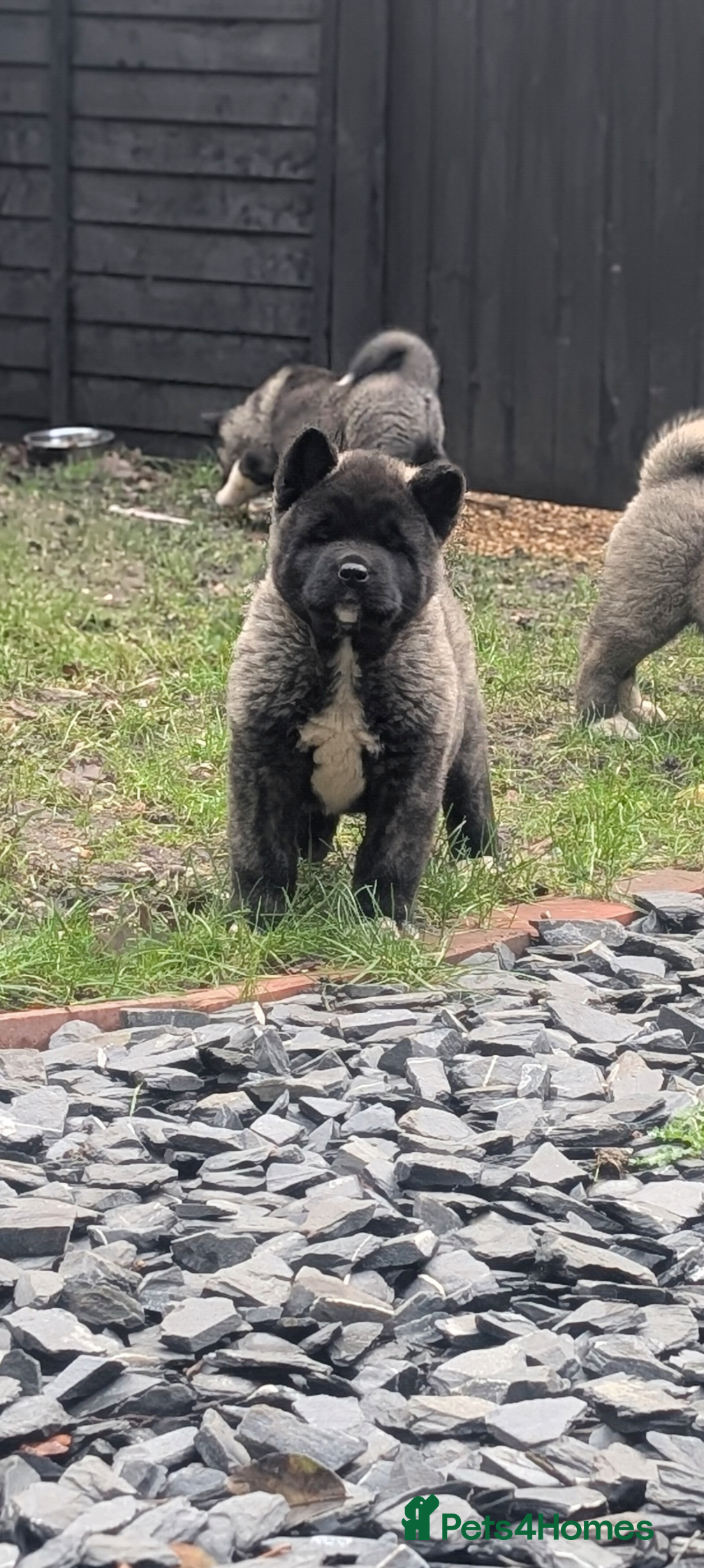 Akita dogs European Champions Bloodline American Akita's  - Advert 13