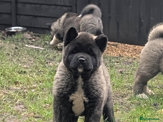 Akita dogs European Champions Bloodline American Akita's - Advert 12