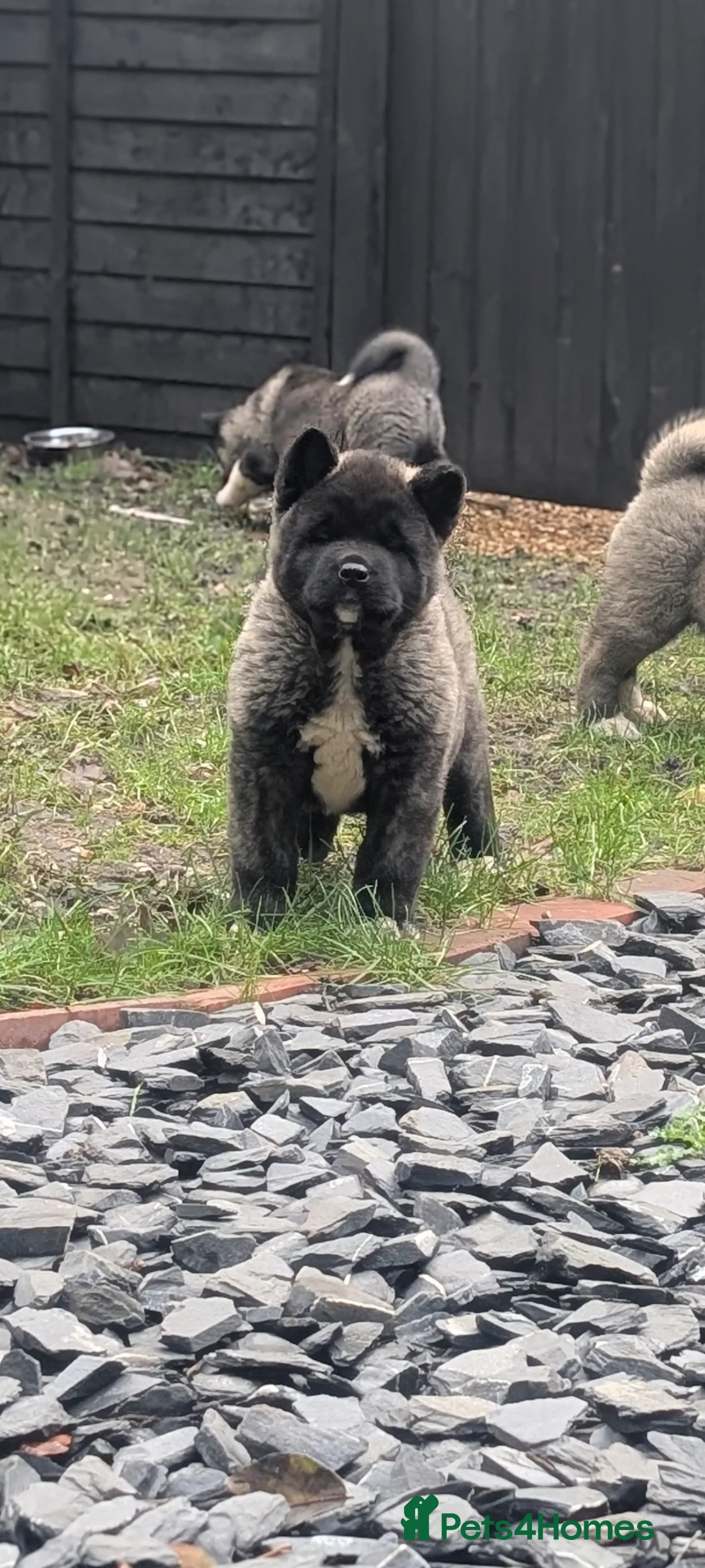 Akita dogs for sale: European Champions Bloodline American Akita's  - Advert 1