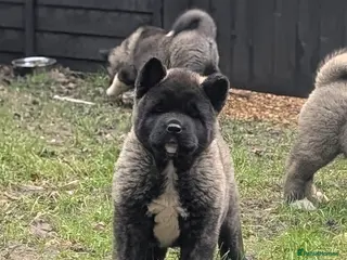 Akita dogs European Champions Bloodline American Akita's - Advert 15