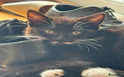Domestic Shorthair cats for sale:  2 tuxedo kittens  - Image 3