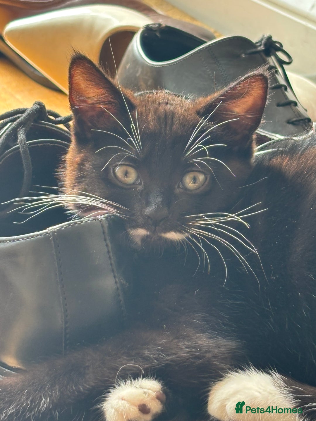 Domestic Shorthair cats for sale:  2 tuxedo kittens  - Image 3