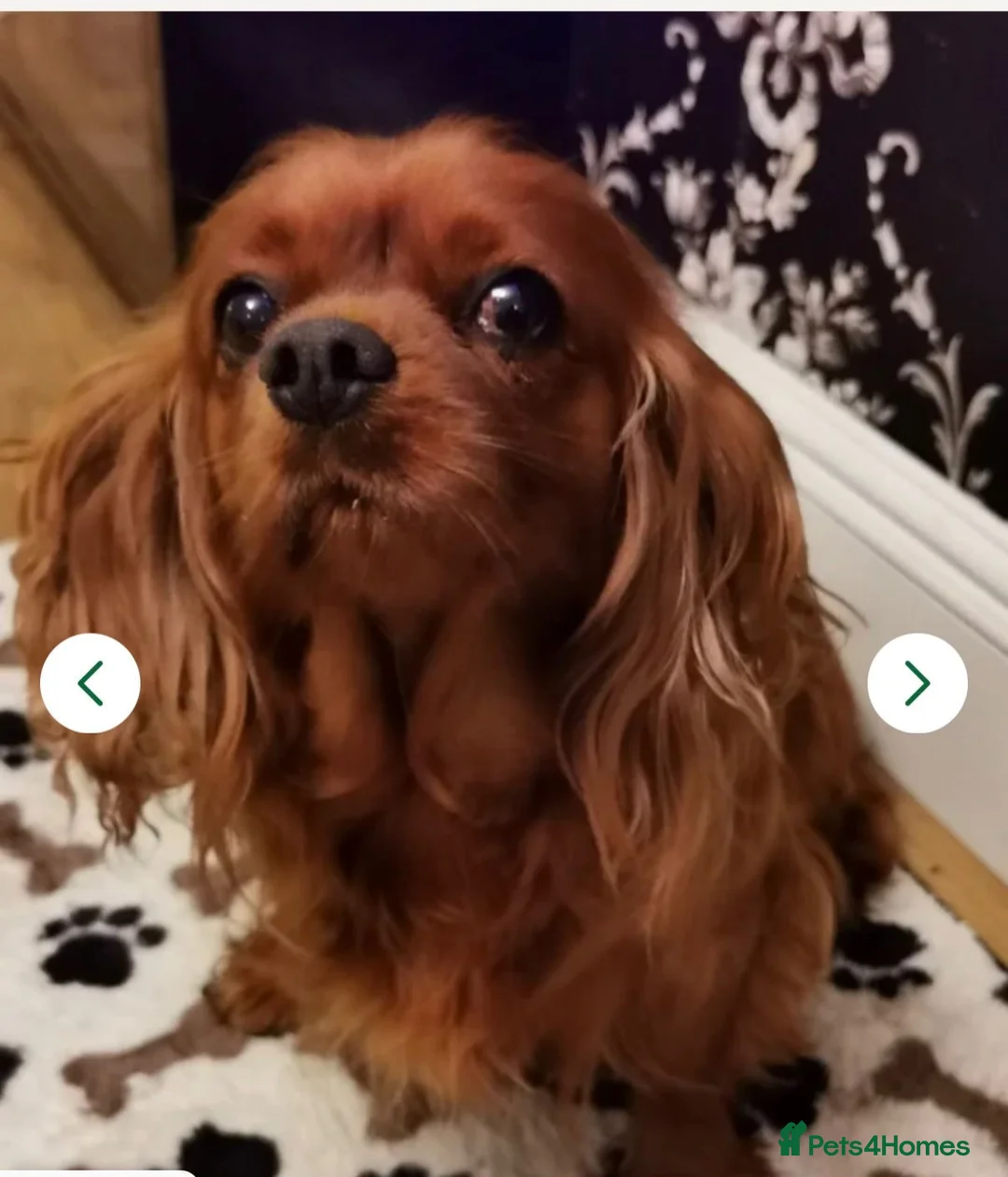 Cavapoo dogs for sale: Health clear F1 Cavapoo boys - Advert 17