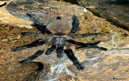 Tarantulas invertebrates for sale: Monocentropus balfouri Female and set up  - Image 1
