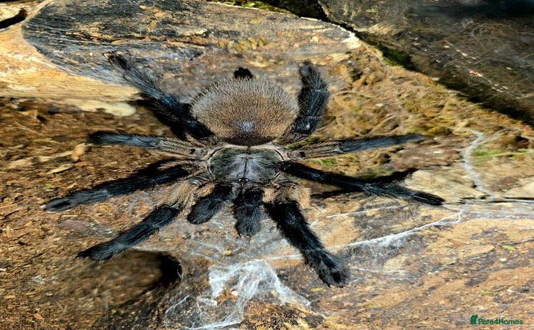 Tarantulas invertebrates - Advert 14