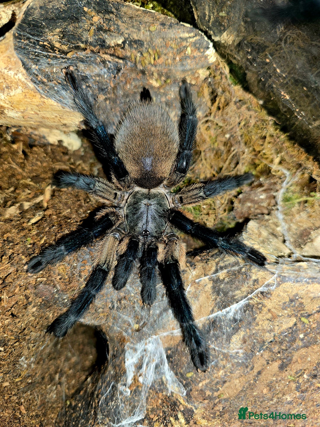 Tarantulas invertebrates for sale: Monocentropus balfouri Female and set up  - Image 1