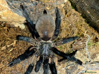 Tarantulas invertebrates - Advert 12