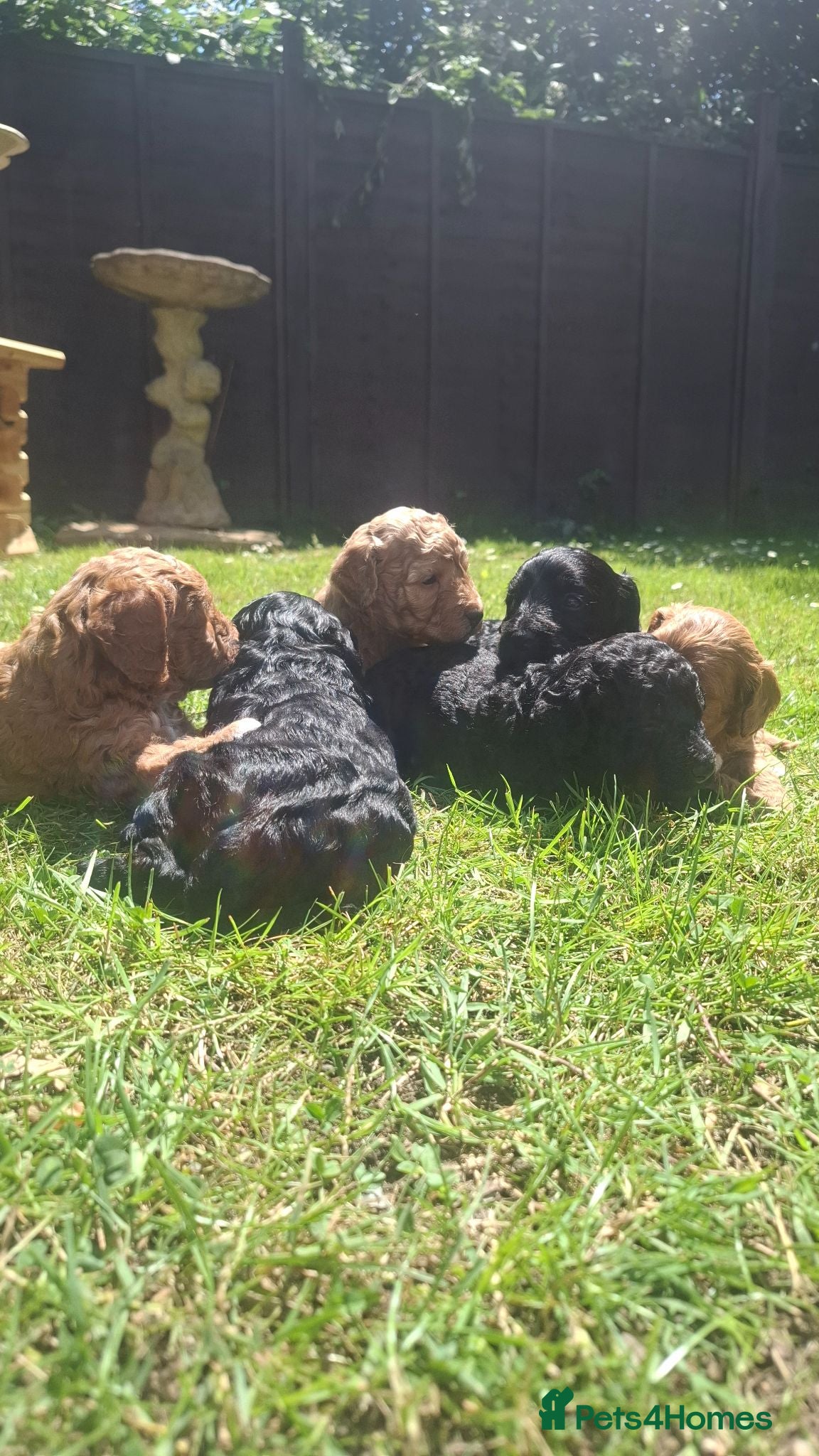 Cockapoo dogs Gorgeous cockapoos - Advert 1