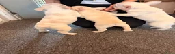 French Bulldog dogs for sale: french bulldogs ready next week  - Advert 10