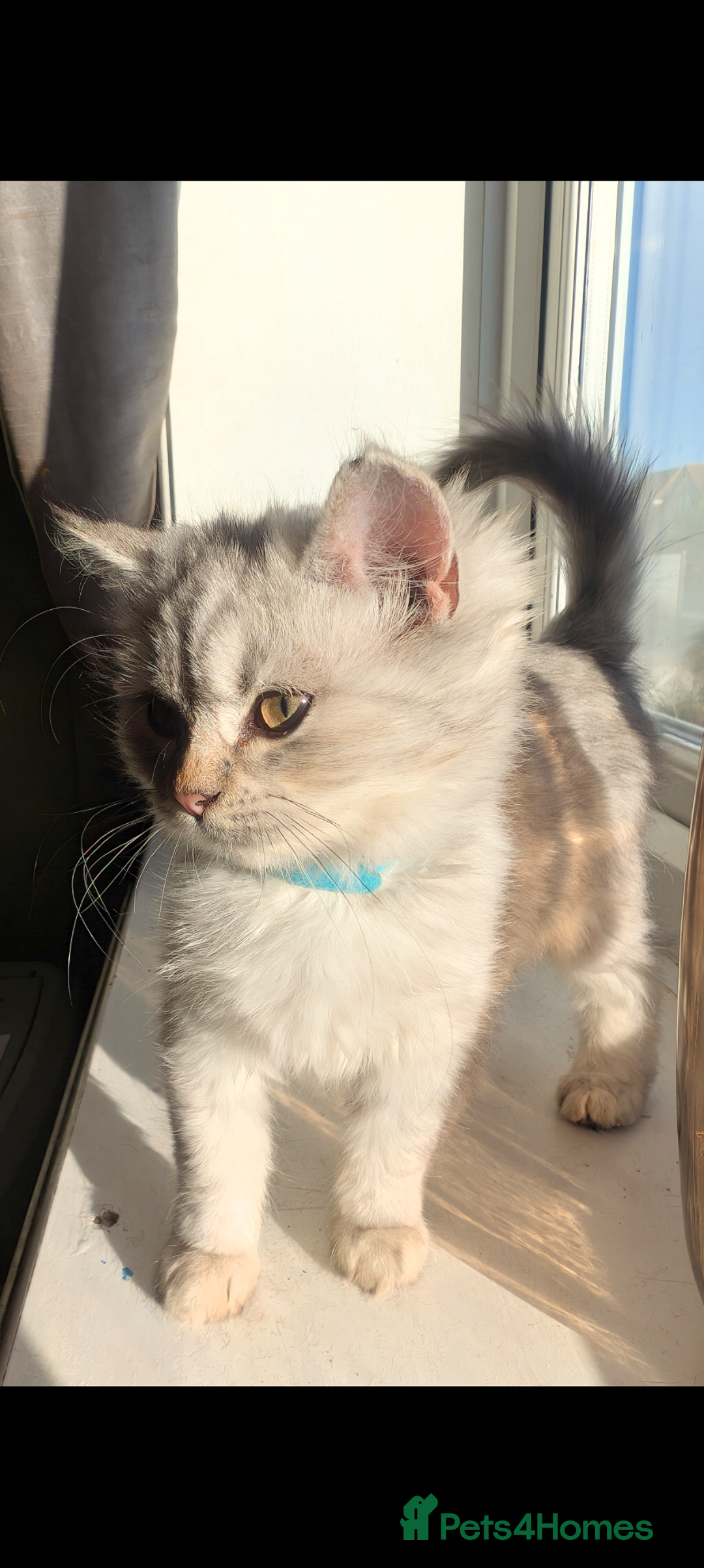 Perdoll cats for sale: Gorgeous rare Ragdolls cross Persians❤️ - Advert 4