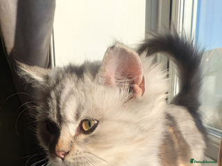 Perdoll cats Gorgeous rare Ragdolls cross Persians❤️ 1 boy left - Advert 8