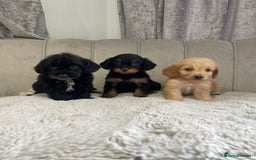 Cockapoo dogs for sale: Cockapoo puppy’s ready Wednesday  - Image 7