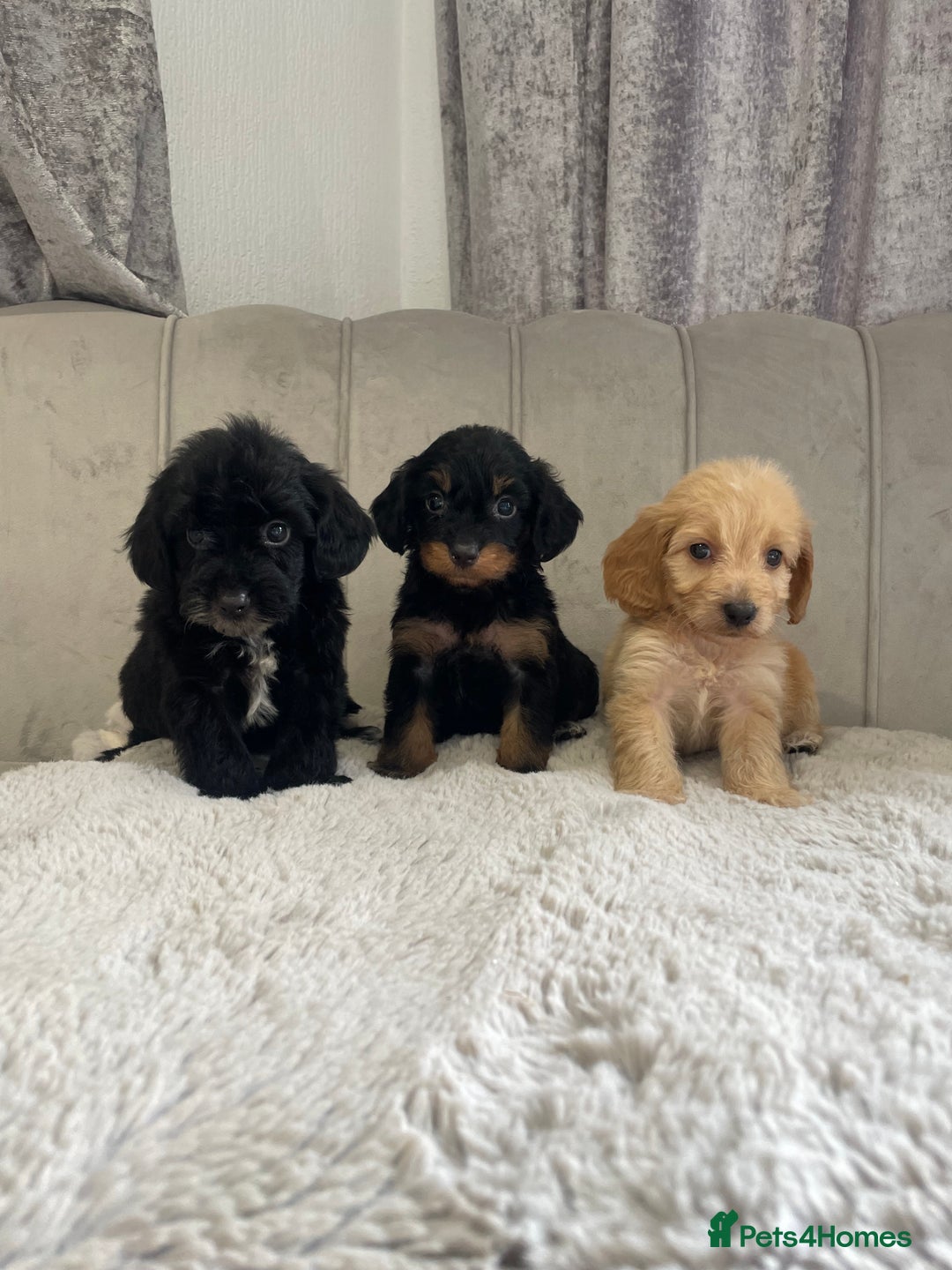 Cockapoo dogs for sale: Cockapoo puppy’s ready Wednesday  - Image 7