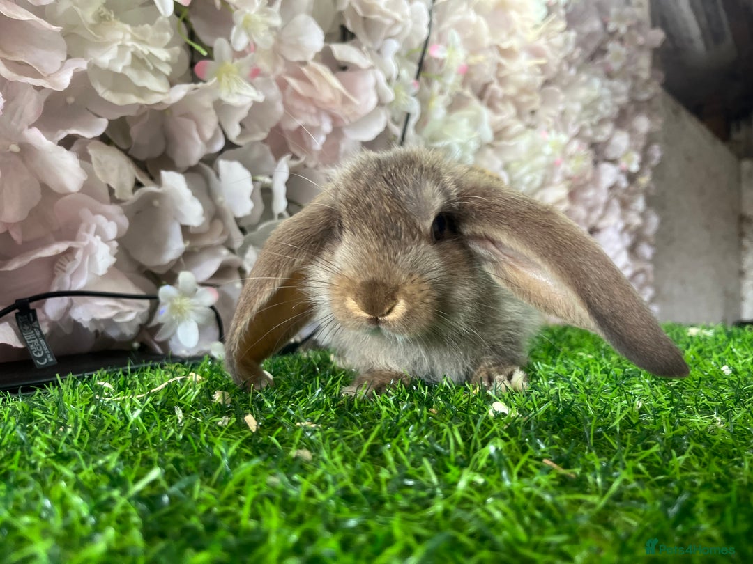 French Lop rabbits for sale: Pure French lop  - Image 2
