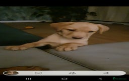 Labrador Retriever dogs for sale: 🌟Yellow Bitch KC Reg Pick of The Litter - Image 6