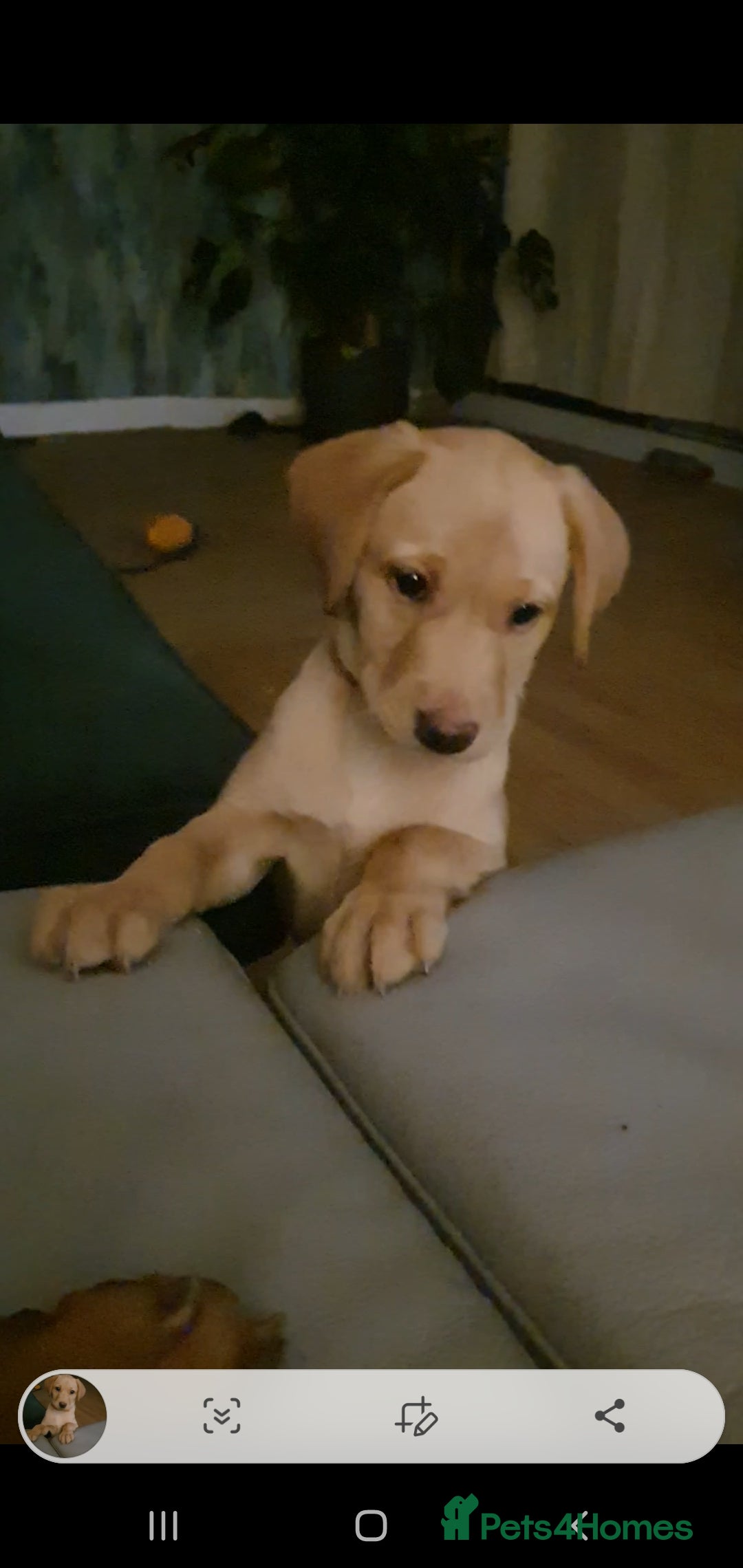 Labrador Retriever dogs for sale: 🌟Yellow Bitch KC Reg Pick of The Litter - Image 6